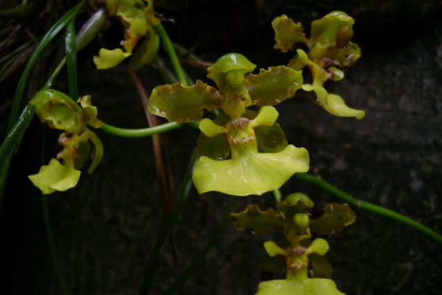 Trichocentrumbicallosum9.jpg