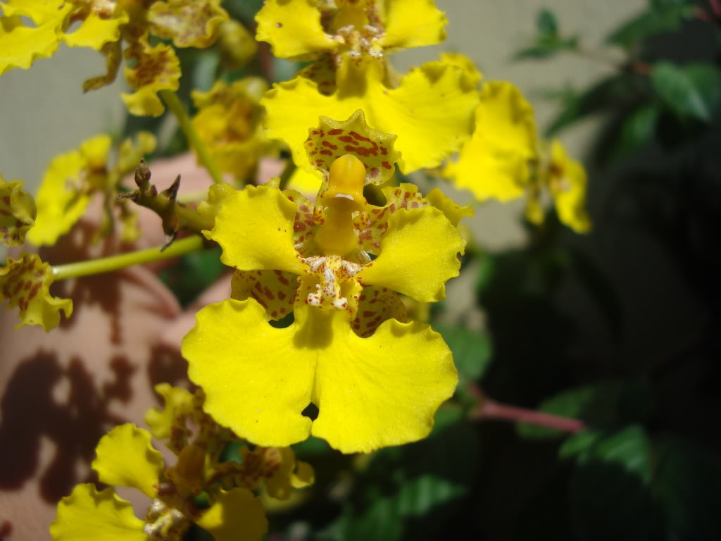 trichocentrumcavendishanum.jpg