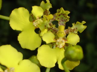 TrichocentrumCavendishianum22.jpg