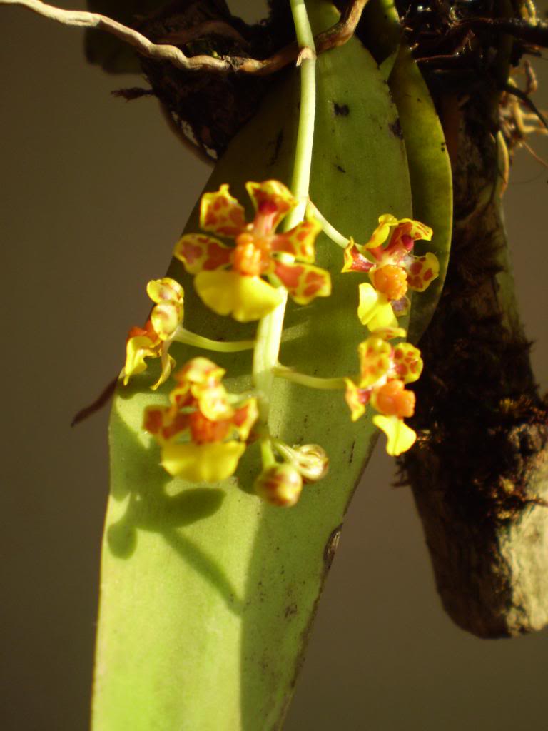 Trichocentrumnanum2_zps7dd326b7.jpg