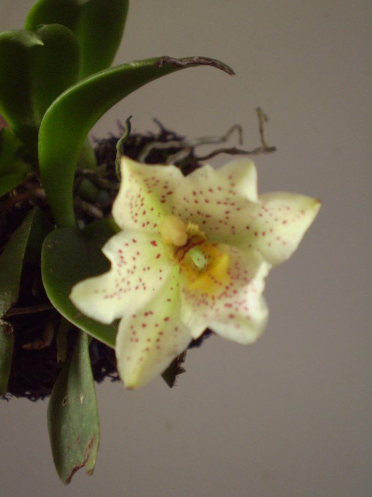 Trichocentrumpulcrum2_zpsea80d675.jpg