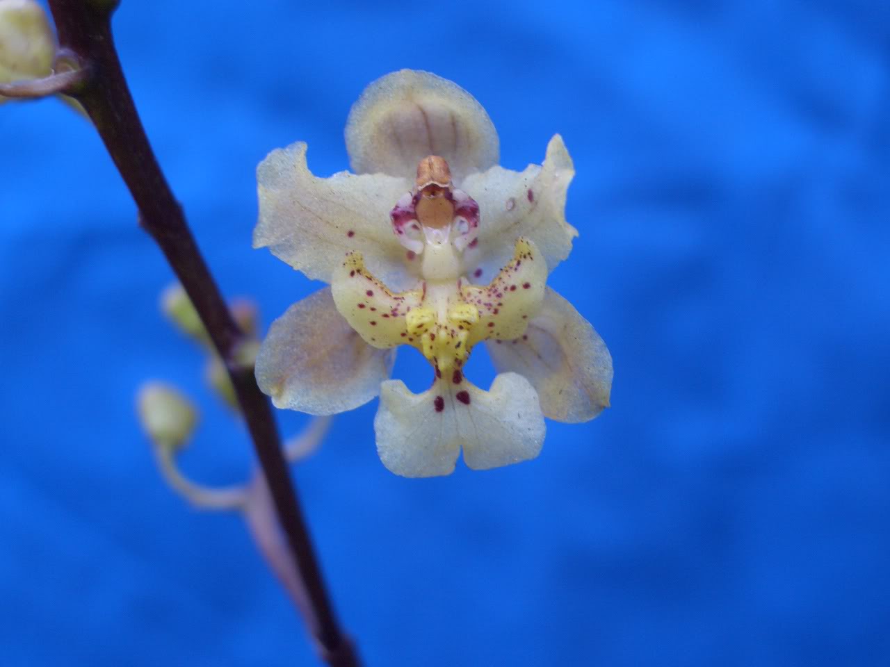 Trichocentrumstramineum.jpg