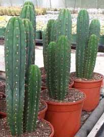 trichocereus-pachanoi.jpg