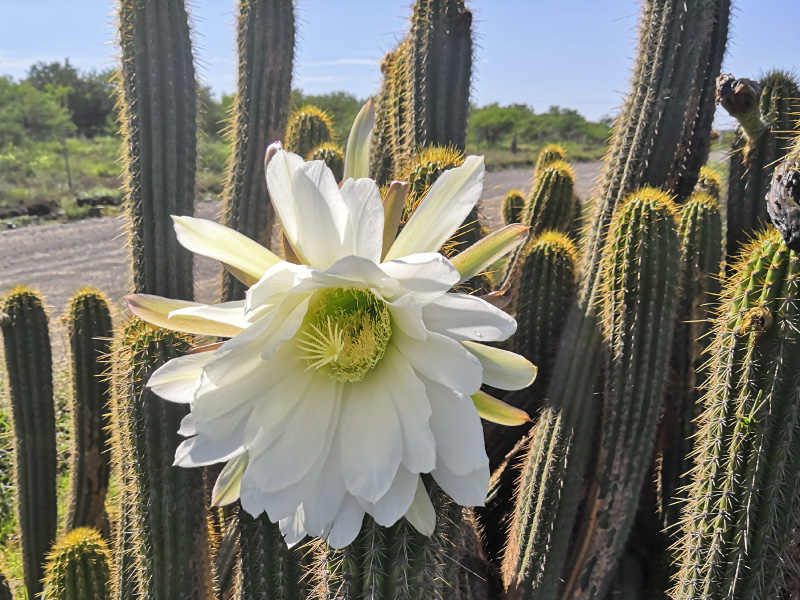 Trichocereus-sp-01.jpg