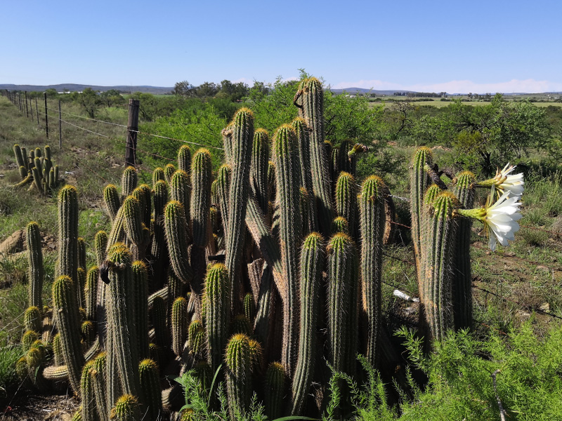 Trichocereus-sp-03.jpg