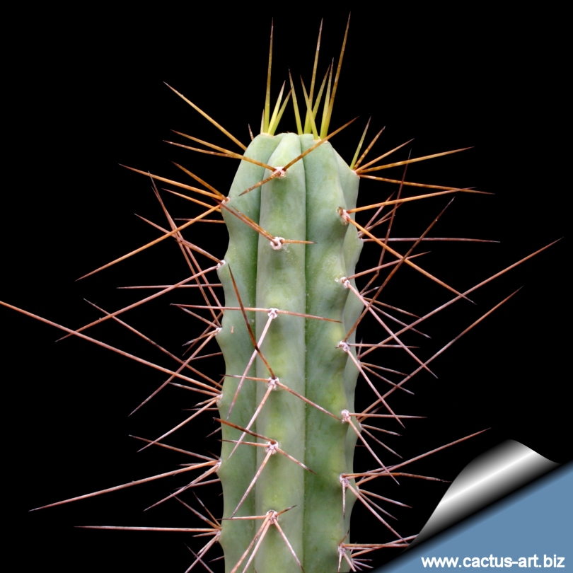 Trichocereus_bridgesii_810.jpg