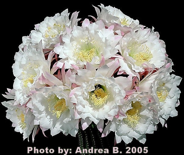 Trichocereus_spachianus_andrea_b.jpg