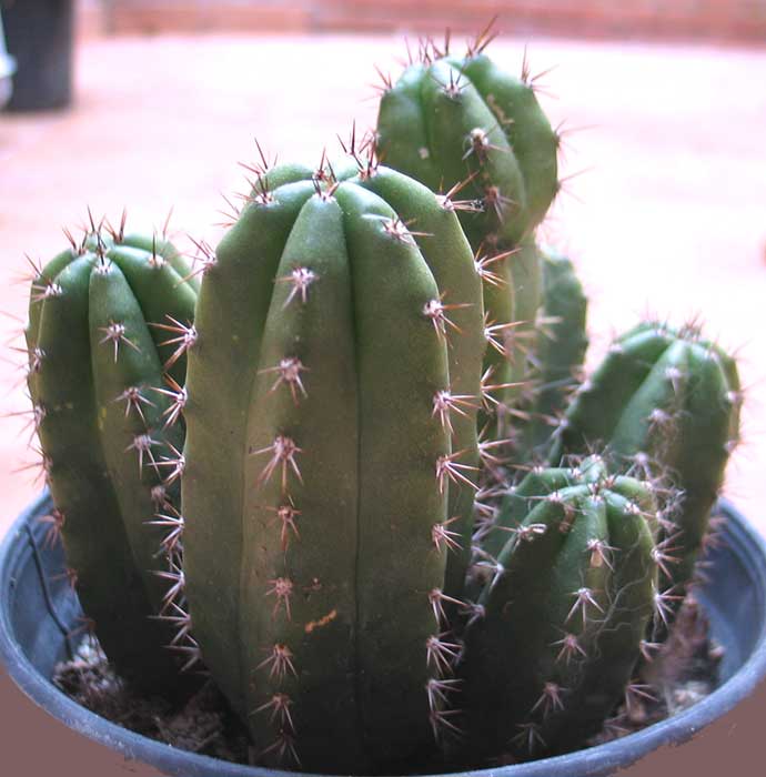trichocereuspachanoi.jpg