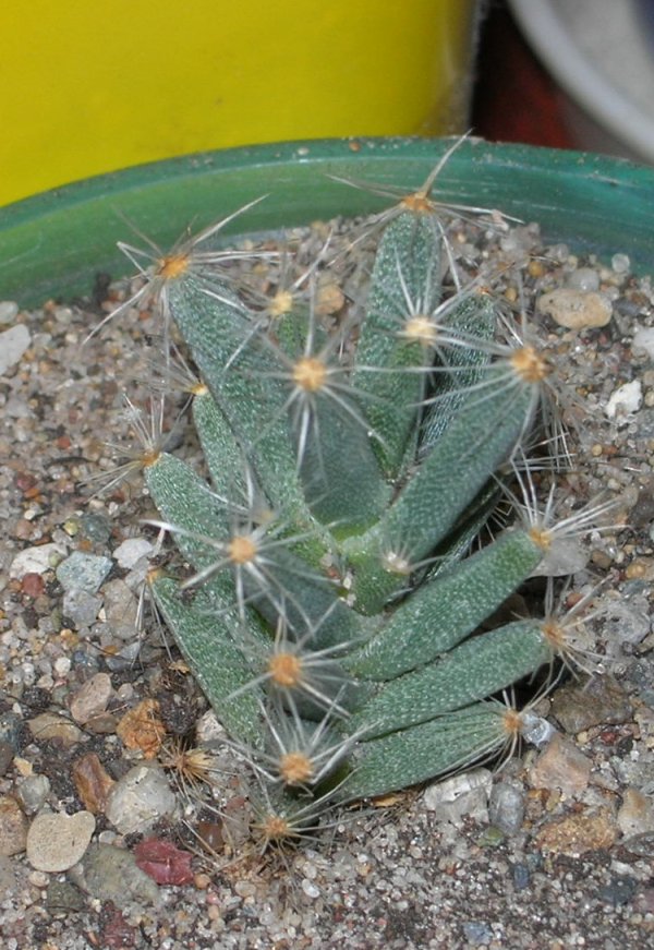 Trichodiadema%20densum.jpg
