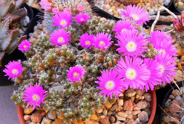 Trichodiadema%2Bdensum.jpg