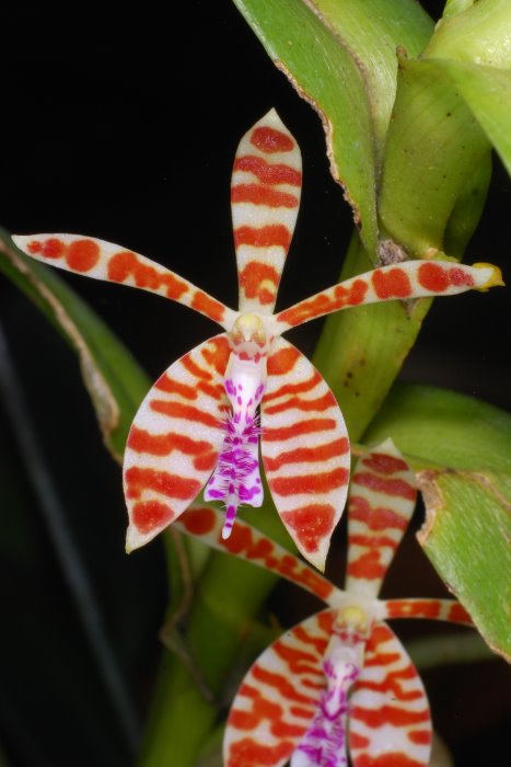 trichoglottissmithii_46.jpg