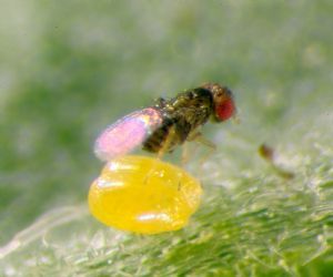 trichogrammaachacae.jpg