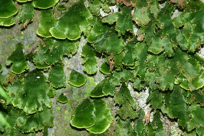 trichomanesmembranaceum1.JPG