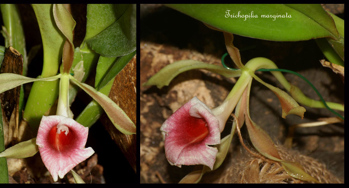 Trichopilia-marginata2.jpg