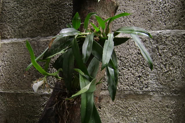 Trichopiliatortilis10.jpg