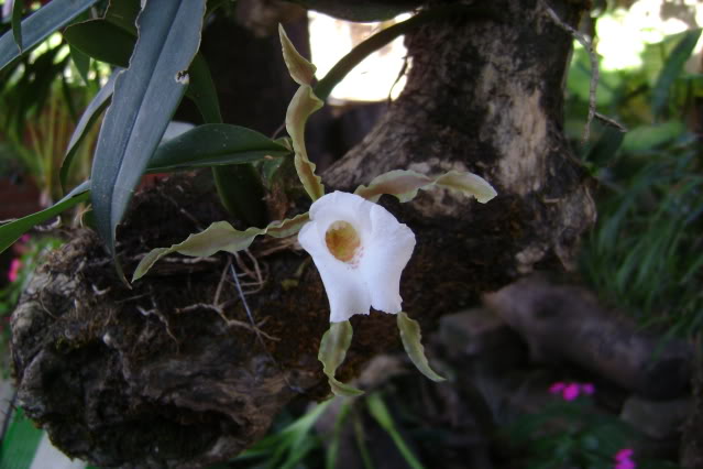 Trichopiliatortilis3.jpg
