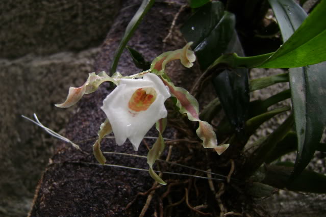 Trichopiliatortilis8.jpg