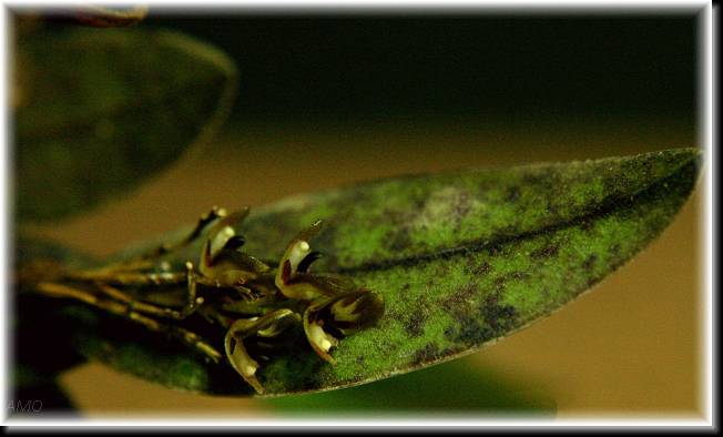 Trichosalpinx%20ciliaris.JPG