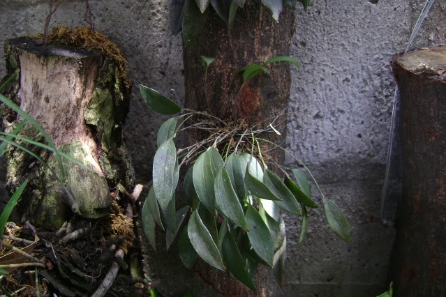 Trichosalpinxblaisdellii10.jpg