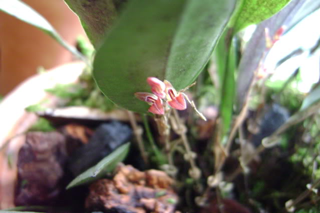 Trichosalpinxblaisdellii7.jpg