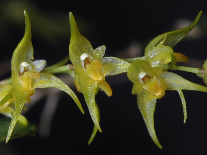 trichosalpinxdura1_62.jpg