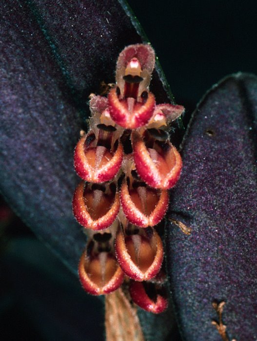 trichosalpinxmemor2_64.jpg
