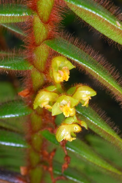 trichotosiaferox_66.jpg