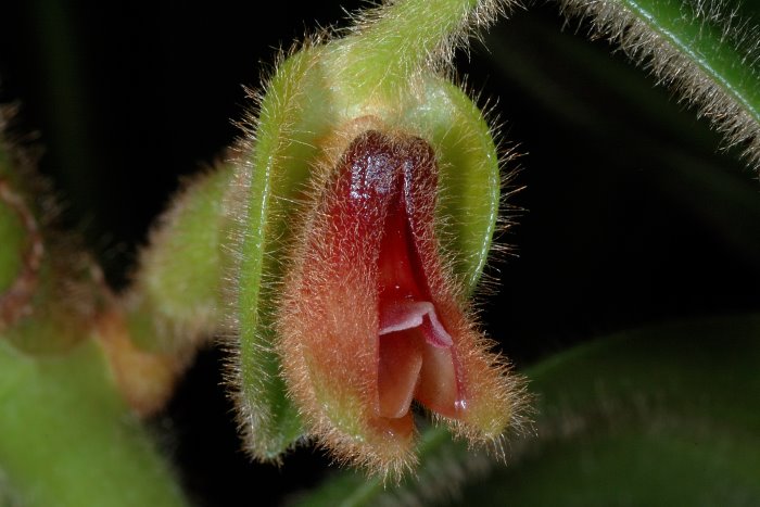trichotosiavulpina2_70.jpg