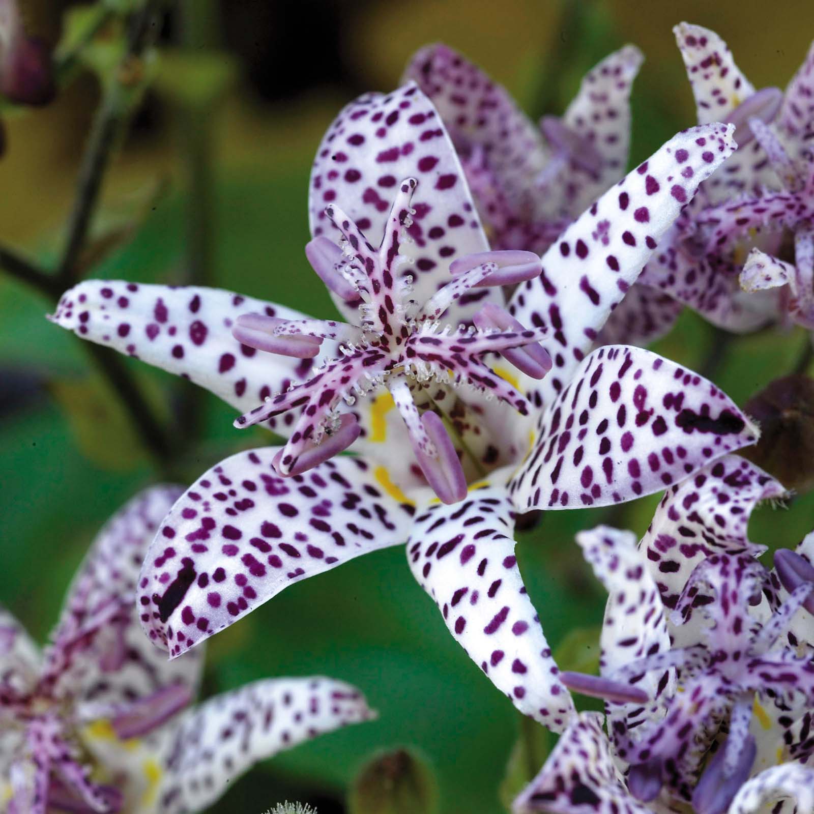 Tricyrtis-Empress-8797699833886.jpg