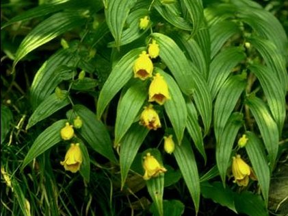 Tricyrtis-Macranthopsis.jpg