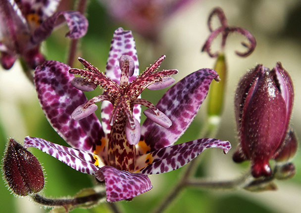 tricyrtis_formosana_db.jpg