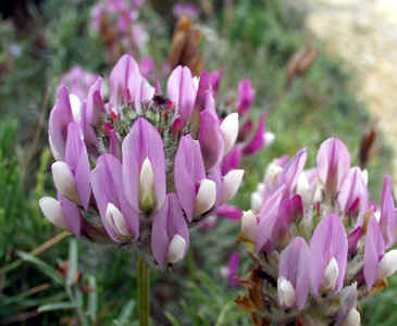 trifolium.jpg