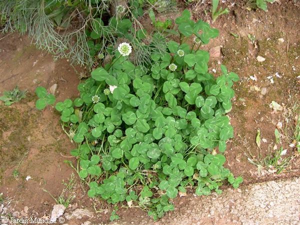 trifolium-repens-adelfas.jpg