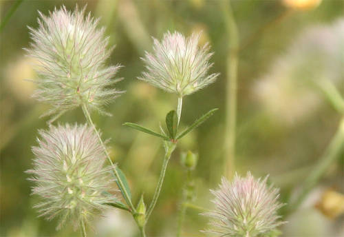 Trifolium_arvense.JPG