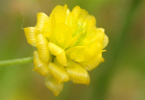 Trifolium_campestre.jpg