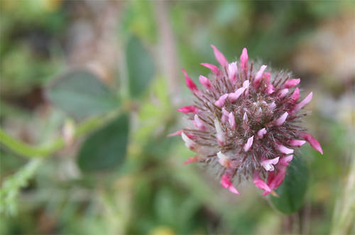 trifolium_cherleri1.jpg