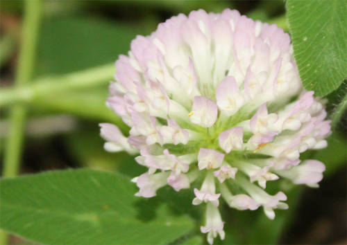 Trifolium_pratense.JPG