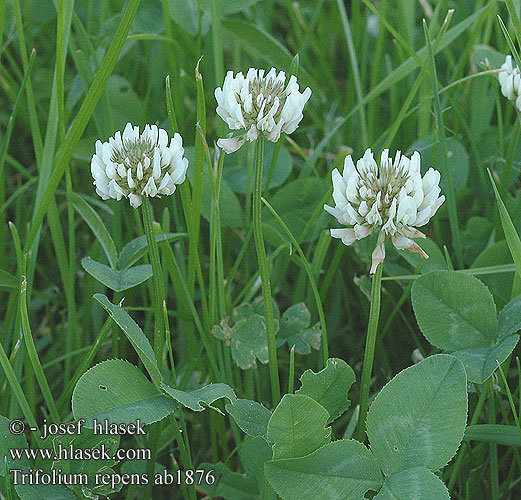 trifolium_repens_ab1876.jpg