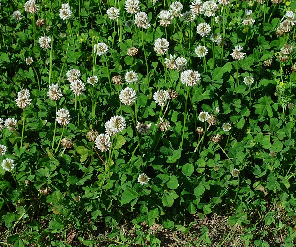 Trifolium_repens_plant.jpg