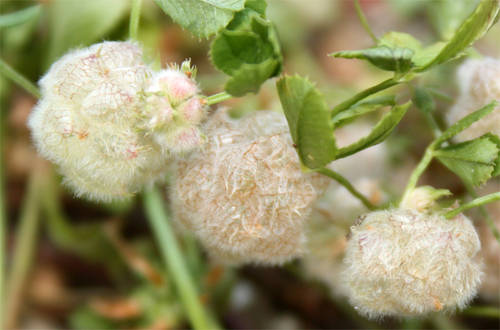 Trifolium_tomentosum.JPG