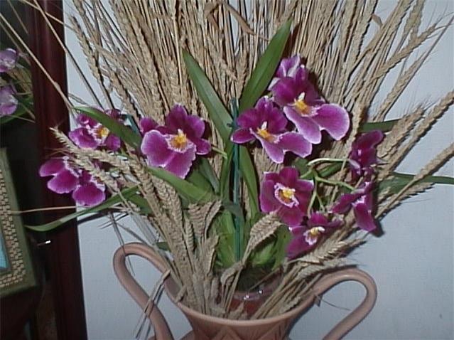 Trigomiltoniposis.jpg