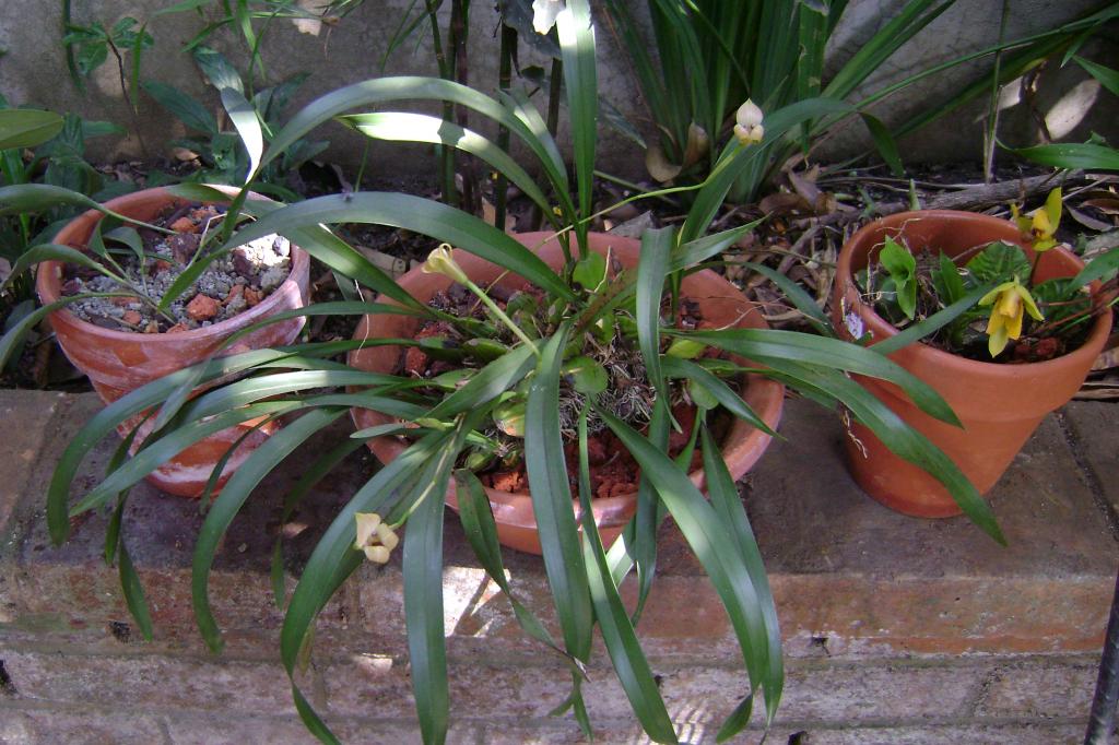 Trigonidiumegertonianum1_zps549ef4cf.jpg