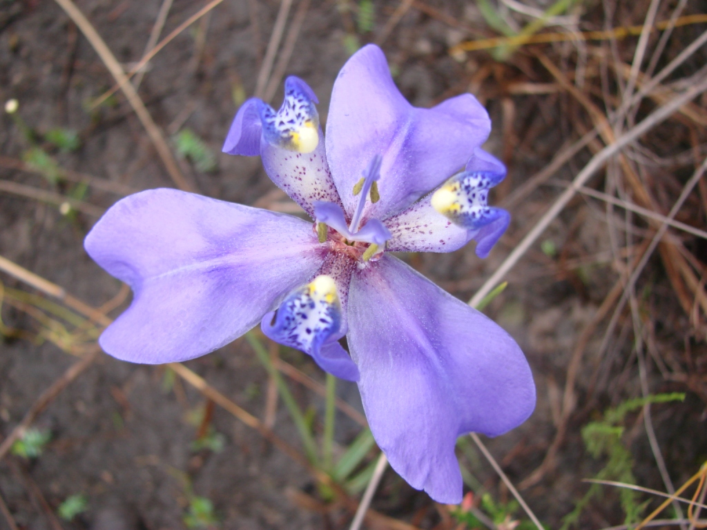 Trimezia_violacea_flower.jpg