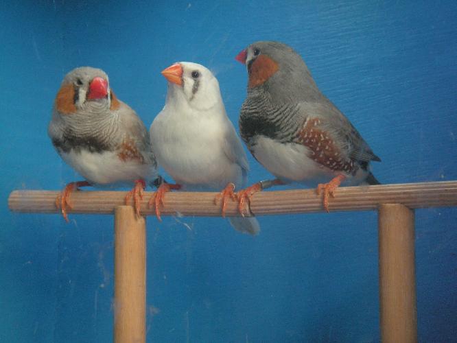 trio_mandarines_3.jpg