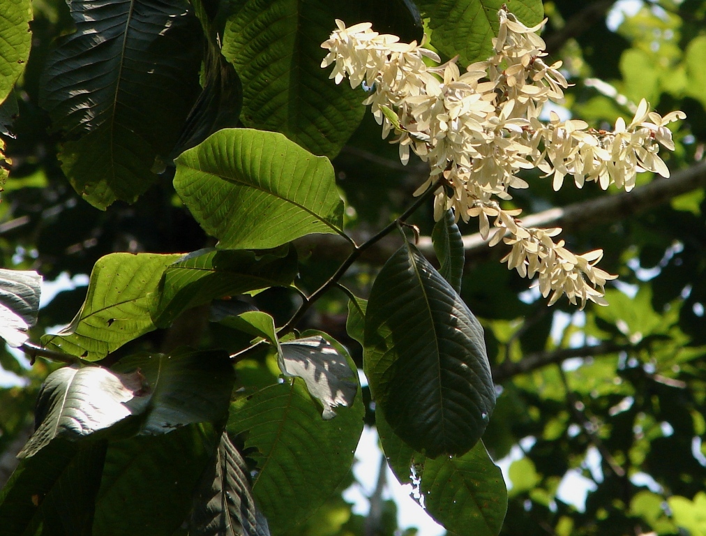 Triplaris_americana4.JPG