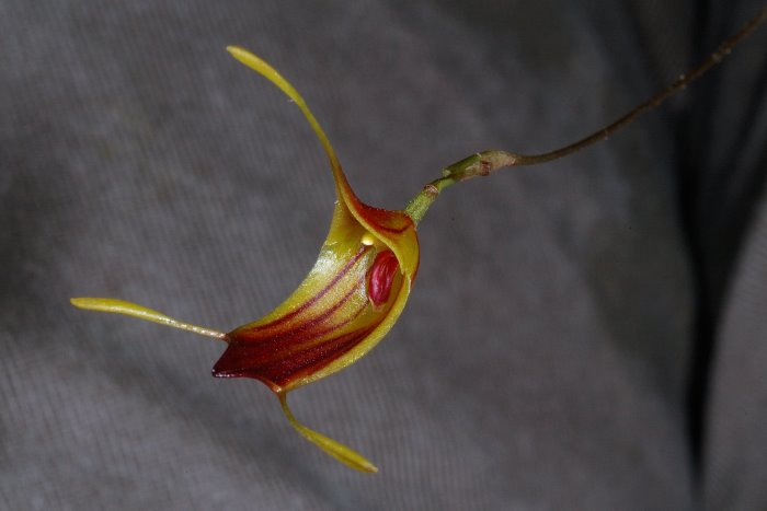 trisetellaspecies3_61.jpg