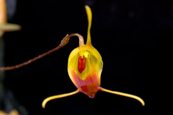 trisetellastrumosa_62.jpg