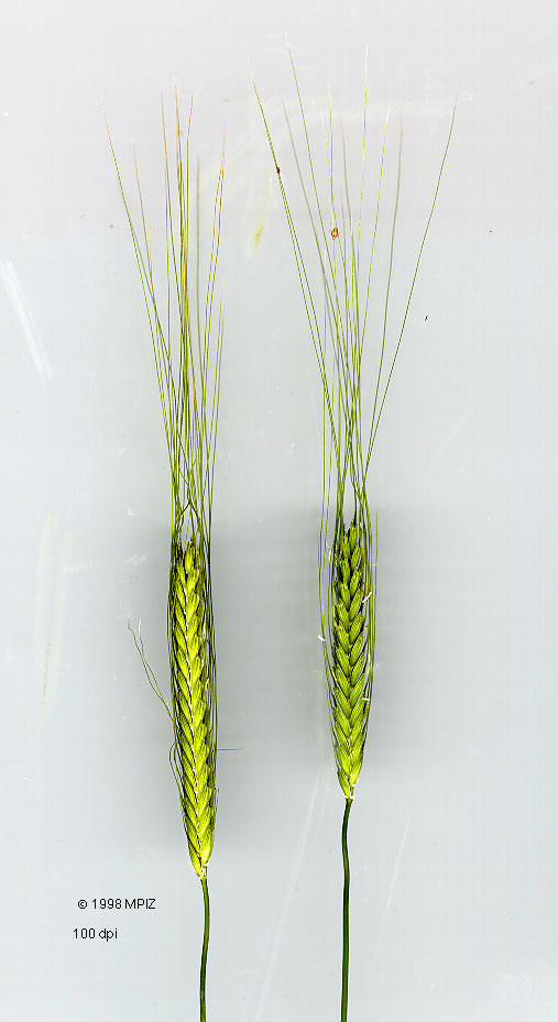 Triticum%20monococcum%202_small.jpg