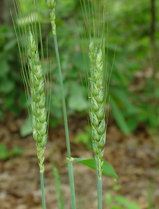 Triticum_aestivum_inflorescence.jpg