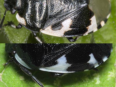 Tritomegas_sp.jpg
